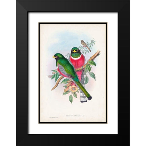 Gould Tropical Birds VII Black Modern Wood Framed Art Print with Double Matting by Gould, John