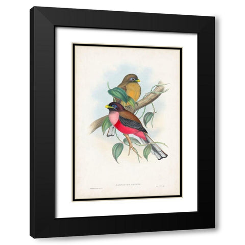 Gould Tropical Birds VIII Black Modern Wood Framed Art Print with Double Matting by Gould, John