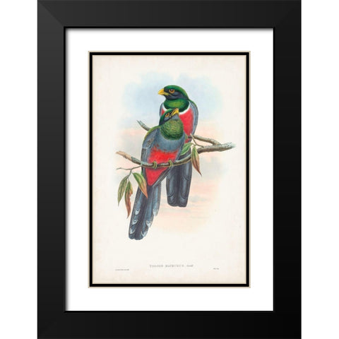 Gould Tropical Birds IX Black Modern Wood Framed Art Print with Double Matting by Gould, John
