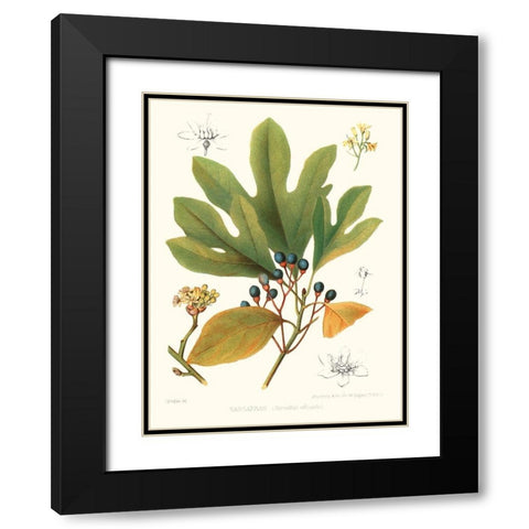 Non-embellished Antique Sassafras Black Modern Wood Framed Art Print with Double Matting by Sprague