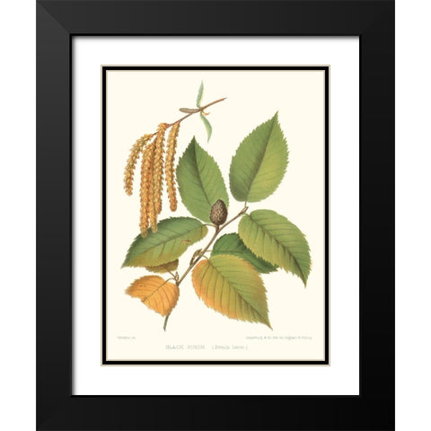 Non-embellished Black Birch Black Modern Wood Framed Art Print with Double Matting by Sprague