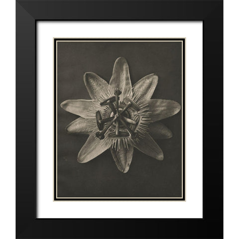 Blossfeldt Flower I Black Modern Wood Framed Art Print with Double Matting by Blossfeldt, Karl