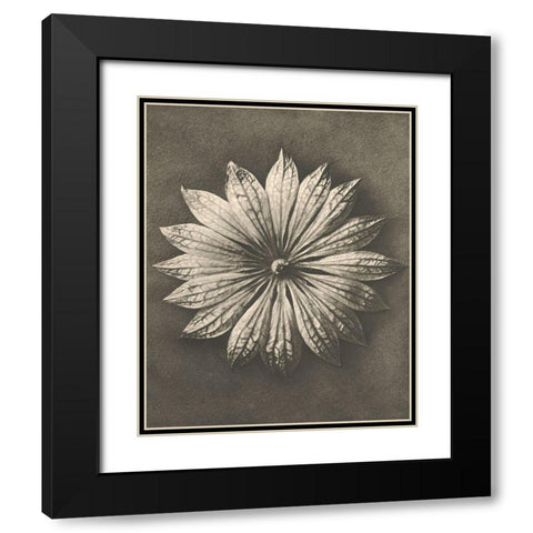 Blossfeldt Flower II Black Modern Wood Framed Art Print with Double Matting by Blossfeldt, Karl