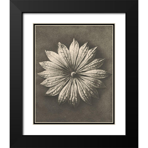 Blossfeldt Flower II Black Modern Wood Framed Art Print with Double Matting by Blossfeldt, Karl