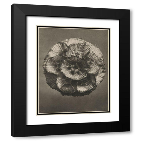 Blossfeldt Flower III Black Modern Wood Framed Art Print with Double Matting by Blossfeldt, Karl