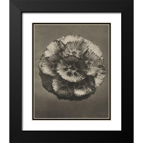 Blossfeldt Flower III Black Modern Wood Framed Art Print with Double Matting by Blossfeldt, Karl