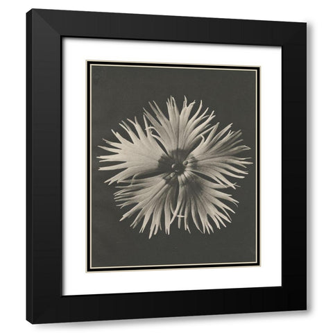 Blossfeldt Flower IV Black Modern Wood Framed Art Print with Double Matting by Blossfeldt, Karl
