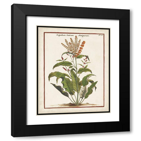 Munting Botanicals I Black Modern Wood Framed Art Print with Double Matting by Munting, Abraham