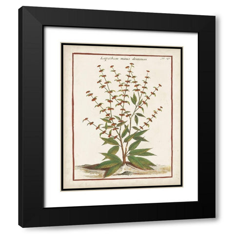 Munting Botanicals III Black Modern Wood Framed Art Print with Double Matting by Munting, Abraham