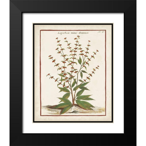 Munting Botanicals III Black Modern Wood Framed Art Print with Double Matting by Munting, Abraham