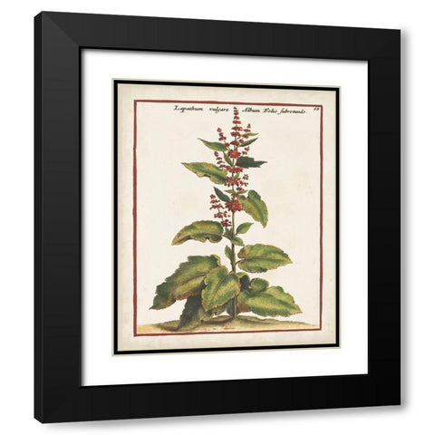 Munting Botanicals IV Black Modern Wood Framed Art Print with Double Matting by Munting, Abraham