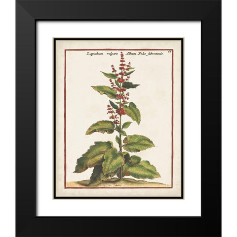 Munting Botanicals IV Black Modern Wood Framed Art Print with Double Matting by Munting, Abraham