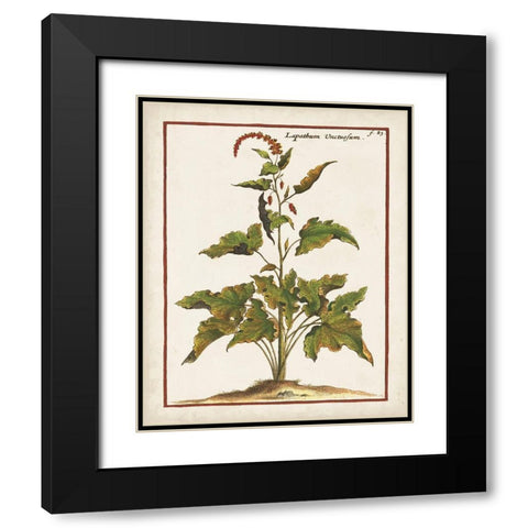 Munting Botanicals VI Black Modern Wood Framed Art Print with Double Matting by Munting, Abraham