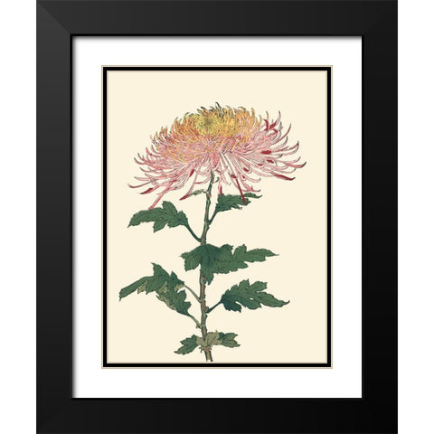Chrysanthemum Woodblock II Black Modern Wood Framed Art Print with Double Matting by Unknown
