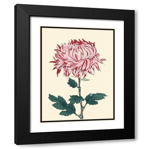 Chrysanthemum Woodblock IV Black Modern Wood Framed Art Print with Double Matting by Unknown