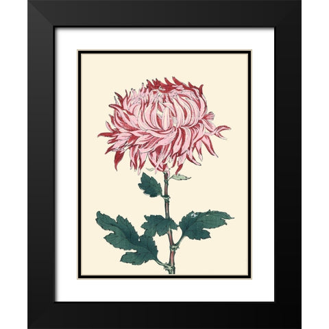 Chrysanthemum Woodblock IV Black Modern Wood Framed Art Print with Double Matting by Unknown