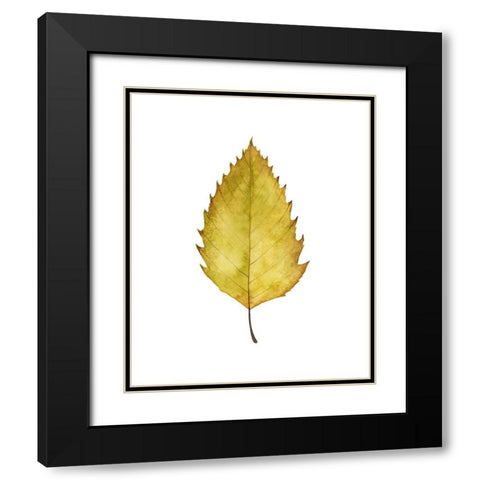 Fall Leaf Study I Black Modern Wood Framed Art Print with Double Matting by Popp, Grace