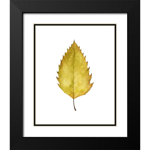 Fall Leaf Study I Black Modern Wood Framed Art Print with Double Matting by Popp, Grace