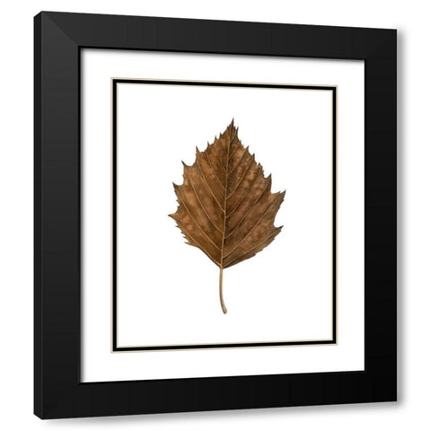 Fall Leaf Study III Black Modern Wood Framed Art Print with Double Matting by Popp, Grace