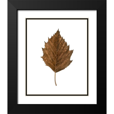 Fall Leaf Study III Black Modern Wood Framed Art Print with Double Matting by Popp, Grace