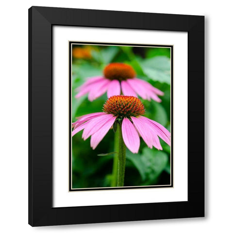 Pink Coneflowers I Black Modern Wood Framed Art Print with Double Matting by DeNardo, Laura