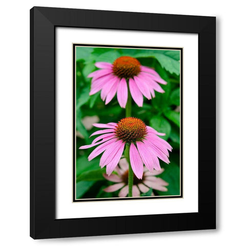 Pink Coneflowers II Black Modern Wood Framed Art Print with Double Matting by DeNardo, Laura
