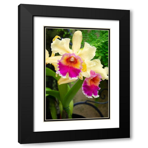 Garden Array I Black Modern Wood Framed Art Print with Double Matting by DeNardo, Laura
