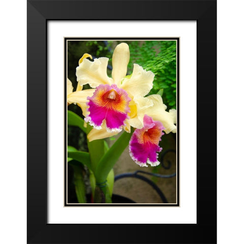Garden Array I Black Modern Wood Framed Art Print with Double Matting by DeNardo, Laura