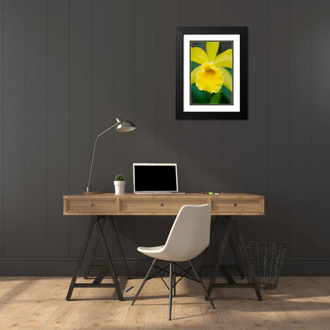 Garden Array II Black Modern Wood Framed Art Print with Double Matting by DeNardo, Laura