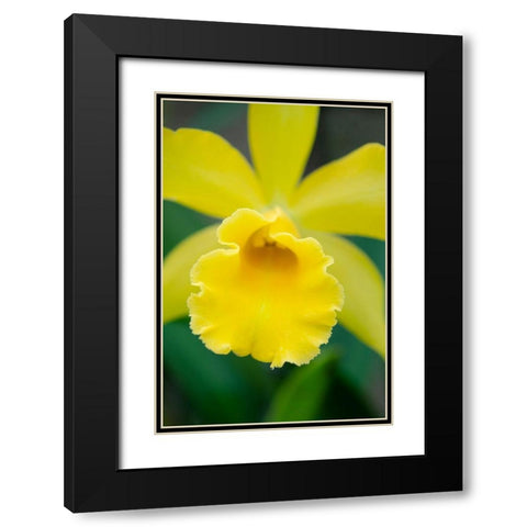 Garden Array II Black Modern Wood Framed Art Print with Double Matting by DeNardo, Laura