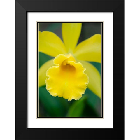 Garden Array II Black Modern Wood Framed Art Print with Double Matting by DeNardo, Laura