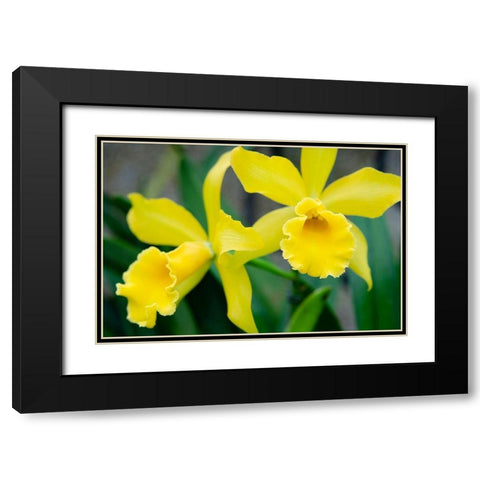 Garden Array III Black Modern Wood Framed Art Print with Double Matting by DeNardo, Laura