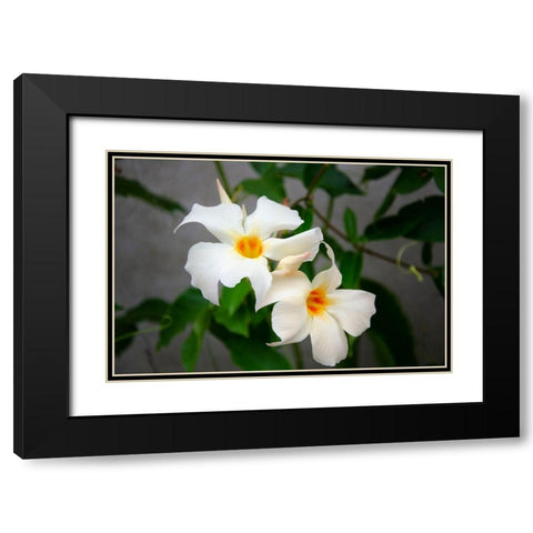 Garden Array IV Black Modern Wood Framed Art Print with Double Matting by DeNardo, Laura