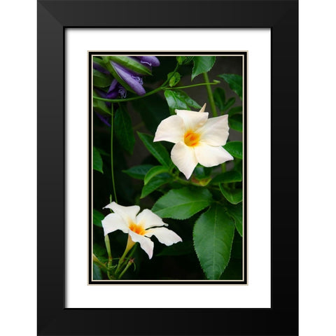 Garden Array V Black Modern Wood Framed Art Print with Double Matting by DeNardo, Laura