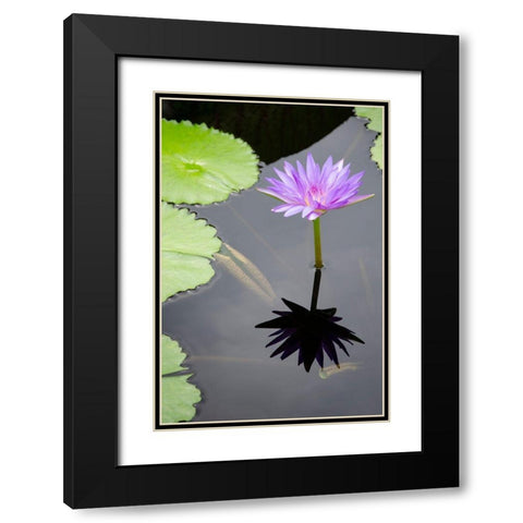 Water Lily Flowers VI Black Modern Wood Framed Art Print with Double Matting by DeNardo, Laura