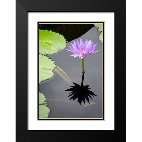 Water Lily Flowers VI Black Modern Wood Framed Art Print with Double Matting by DeNardo, Laura