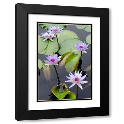 Water Lily Flowers VII Black Modern Wood Framed Art Print with Double Matting by DeNardo, Laura