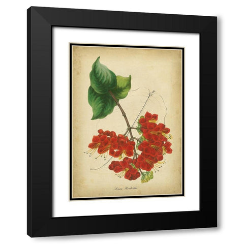 Vermillion Blooms II Black Modern Wood Framed Art Print with Double Matting by Paxton