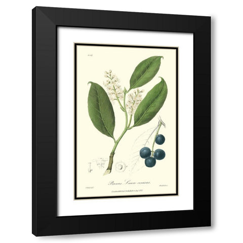 Woodland Foliage II Black Modern Wood Framed Art Print with Double Matting by Weddell