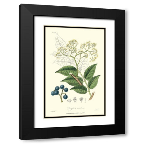 Woodland Foliage IV Black Modern Wood Framed Art Print with Double Matting by Weddell
