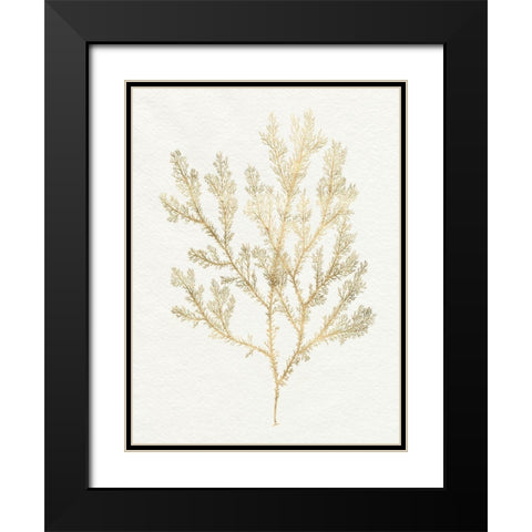 Gilded Algae VI Black Modern Wood Framed Art Print with Double Matting by Goldberger, Jennifer