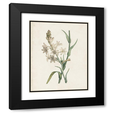 Classic Botanicals I Black Modern Wood Framed Art Print with Double Matting by Redoute, Pierre