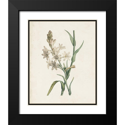Classic Botanicals I Black Modern Wood Framed Art Print with Double Matting by Redoute, Pierre