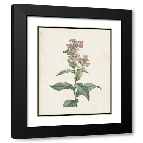 Classic Botanicals II Black Modern Wood Framed Art Print with Double Matting by Redoute, Pierre