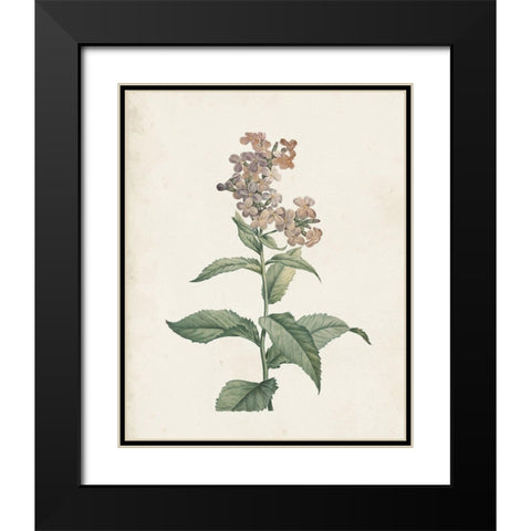 Classic Botanicals II Black Modern Wood Framed Art Print with Double Matting by Redoute, Pierre