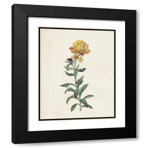 Classic Botanicals III Black Modern Wood Framed Art Print with Double Matting by Redoute, Pierre