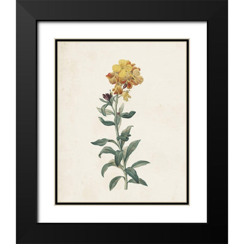 Classic Botanicals III Black Modern Wood Framed Art Print with Double Matting by Redoute, Pierre