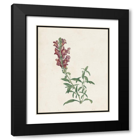 Classic Botanicals IV Black Modern Wood Framed Art Print with Double Matting by Redoute, Pierre