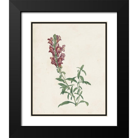 Classic Botanicals IV Black Modern Wood Framed Art Print with Double Matting by Redoute, Pierre