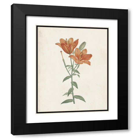 Classic Botanicals V Black Modern Wood Framed Art Print with Double Matting by Redoute, Pierre